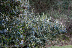 Buddleja incana