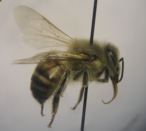 iNaturalist observation photo of Western Honey Bee