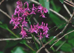 Epidendrum laeve
