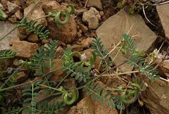 Astragalus mareoticus