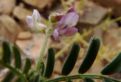 Astragalus mareoticus