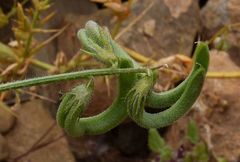Astragalus mareoticus