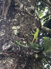 Anolis parvauritus