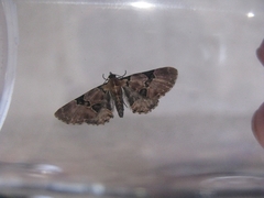 Eupithecia stellata