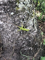 Anolis parvauritus