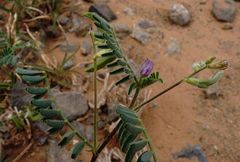Astragalus mareoticus