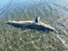 Carcharhinus brachyurus