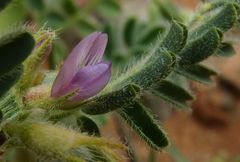 Astragalus mareoticus