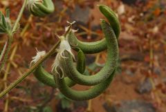Astragalus mareoticus