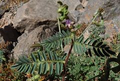 Astragalus mareoticus