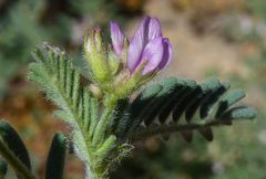 Astragalus mareoticus