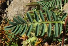 Astragalus mareoticus