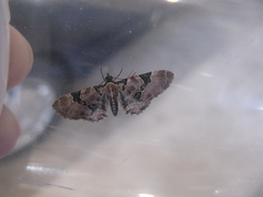 Eupithecia stellata
