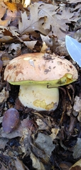 Butyriboletus persolidus