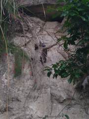Ctenosaura acanthura
