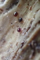 Galumnidae