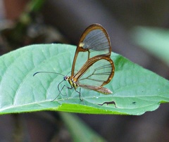Episcada hymenaea hymenaea