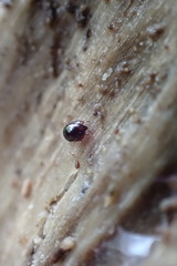 Galumnidae