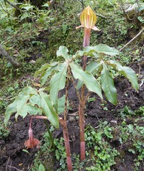 Arisaema nepenthoides