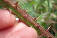 Rubus echinatus