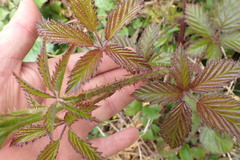 Rubus echinatus