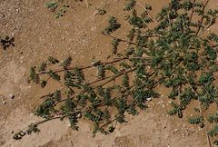 Astragalus mareoticus