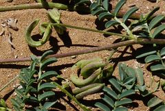 Astragalus mareoticus