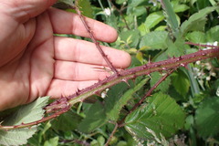 Rubus echinatus