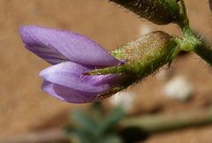Astragalus mareoticus