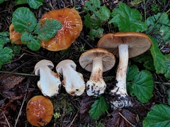 Cortinarius callimorphus
