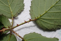 Rubus echinatus