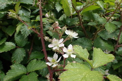 Rubus echinatus