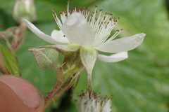 Rubus echinatus
