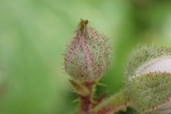 Rubus echinatus