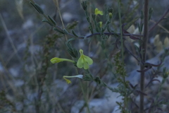 Odontites longiflorus