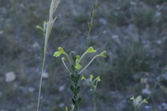 Odontites longiflorus