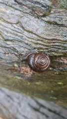 Pommerhelix monacha