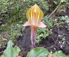 Arisaema nepenthoides