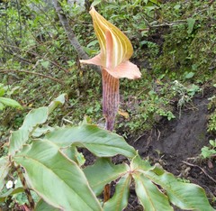 Arisaema nepenthoides