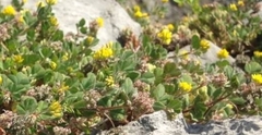 Medicago coronata