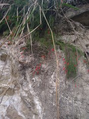 Russelia equisetiformis