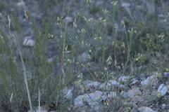 Odontites longiflorus