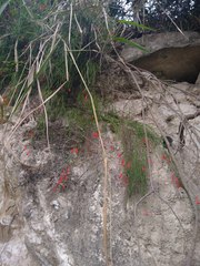 Russelia equisetiformis