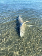 Carcharhinus brachyurus