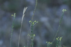 Odontites longiflorus