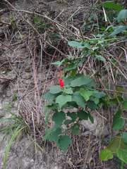Malvaviscus arboreus