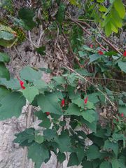 Malvaviscus arboreus