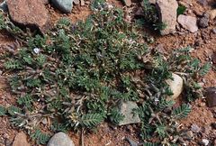 Astragalus sesameus