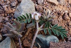 Astragalus sesameus
