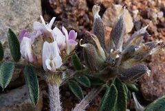 Astragalus sesameus